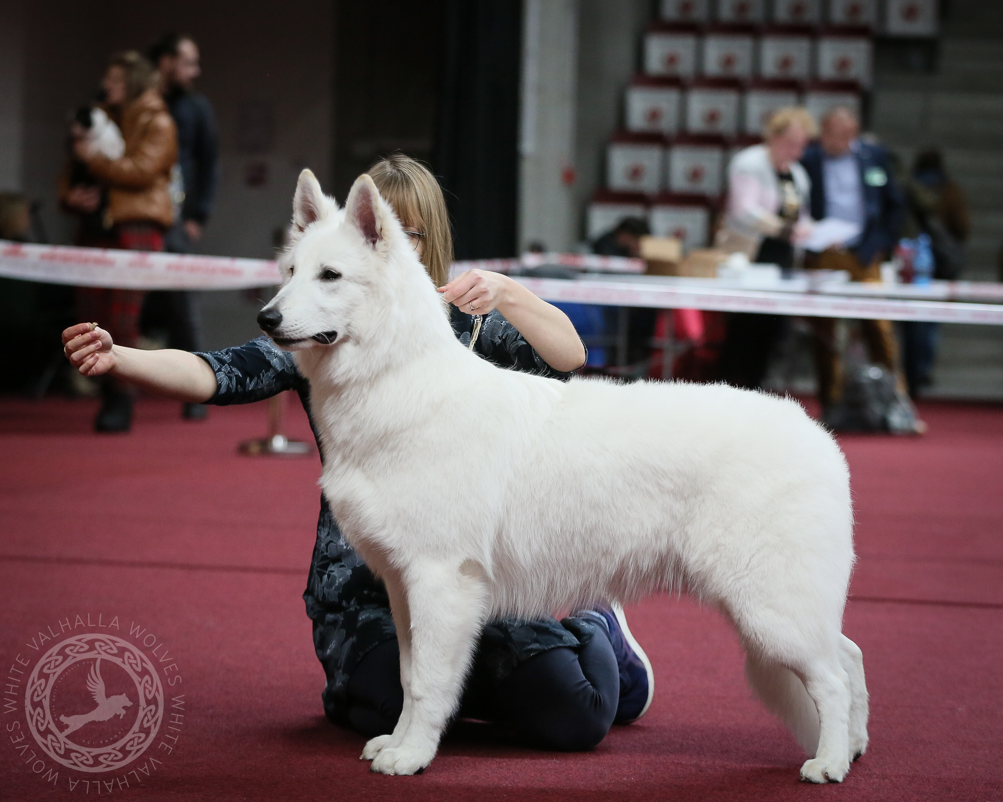 Niko | COURAGEOUS BJÖRN of White Valhalla Wolves