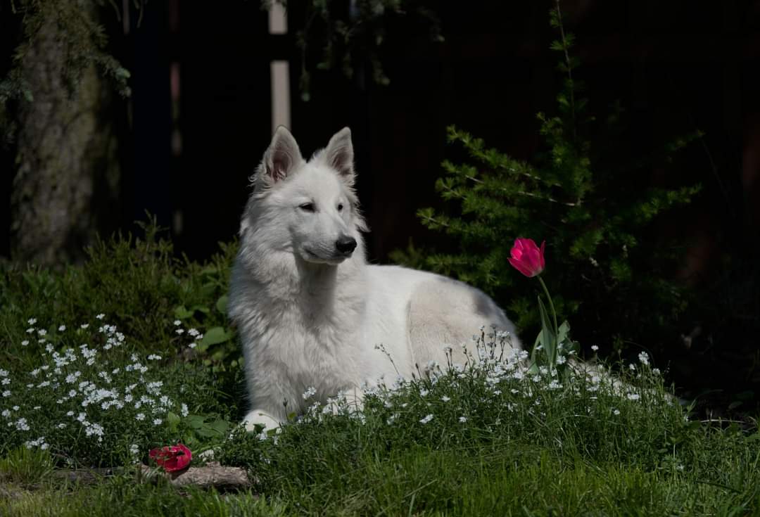 Cayu | CAYENNE of White Valhalla Wolves