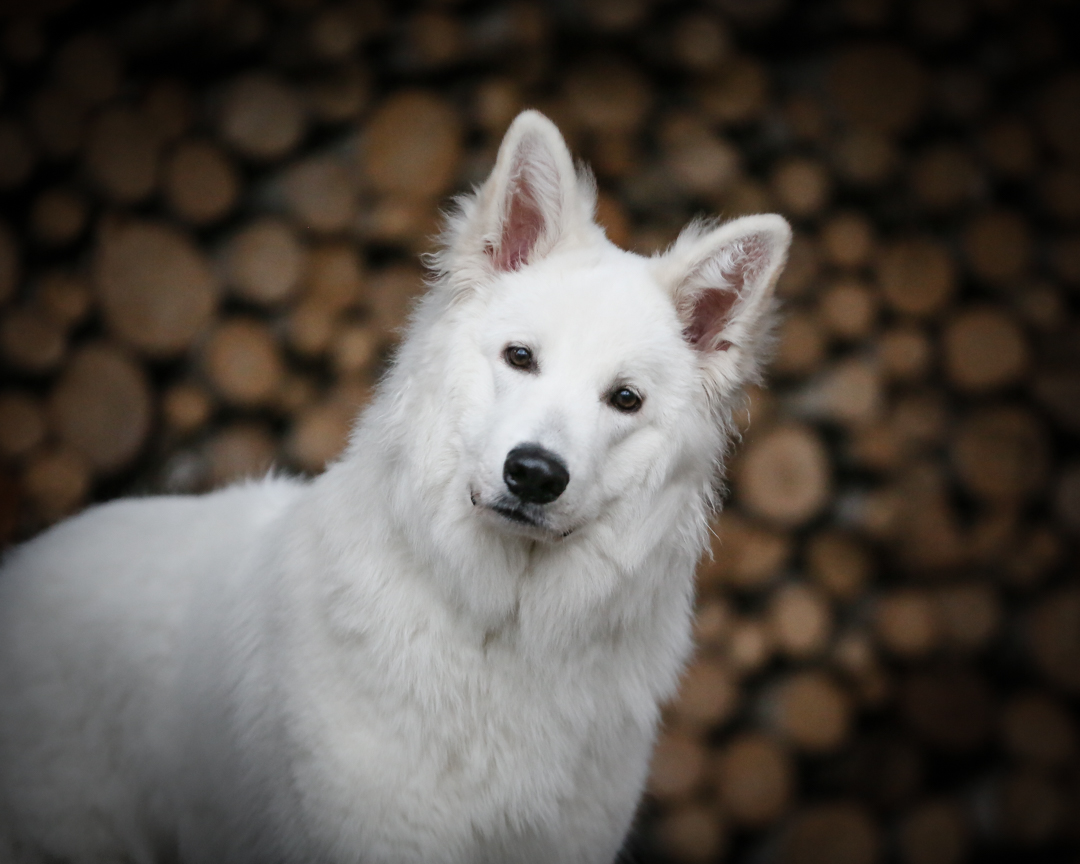 Bourbon | BOURBON of White Valhalla Wolves