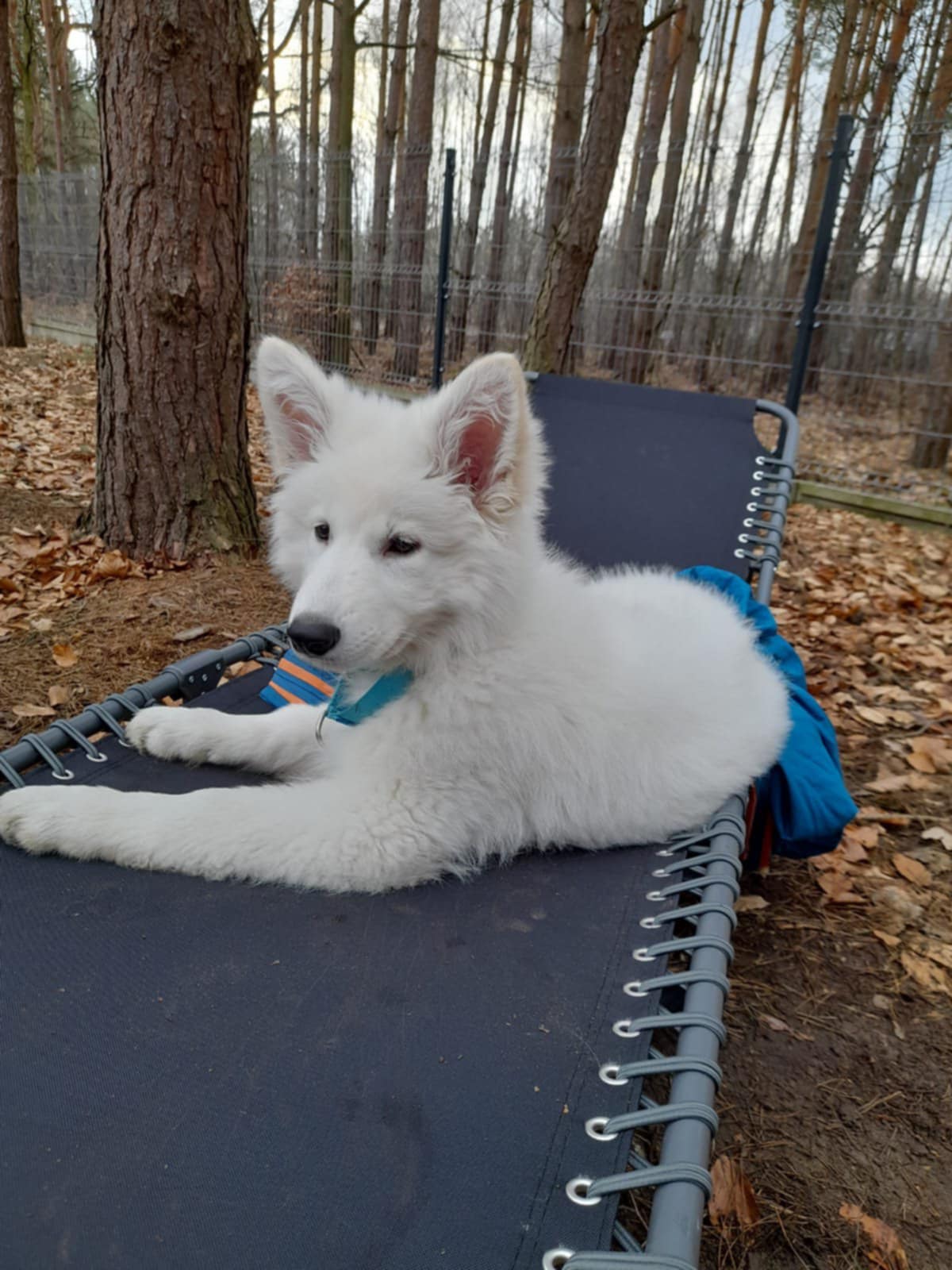 Gaja | Gaja