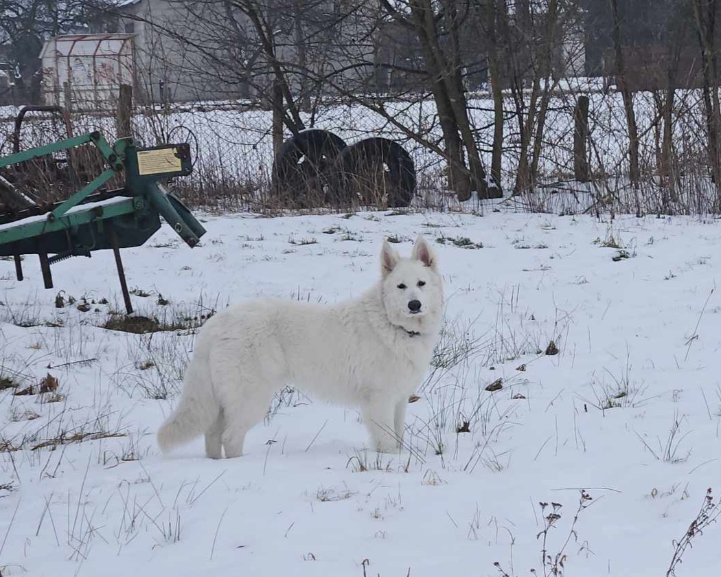 Delight | DELIGHT of White Valhalla Wolves