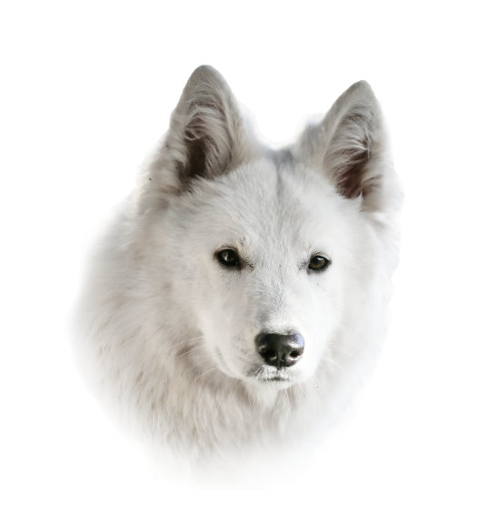 CELEBRIAN of White Valhalla Wolves