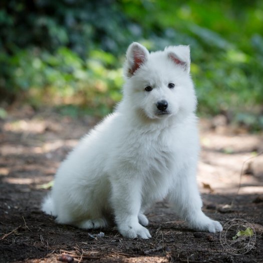 ATLAS of White Valhalla Wolves