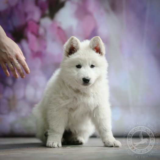 CAYENNE of White Valhalla Wolves