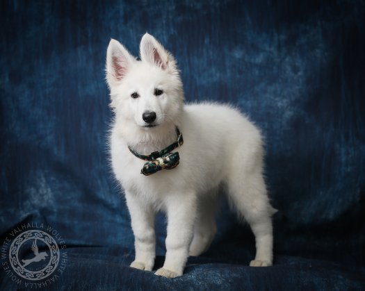 Frodo