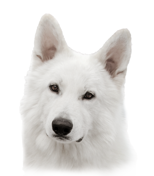I'AM FENRIS Biała Wiedźma