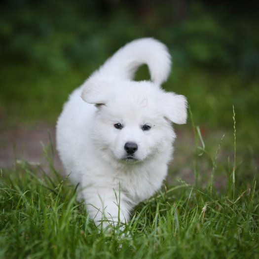 BARON of White Valhalla Wolves