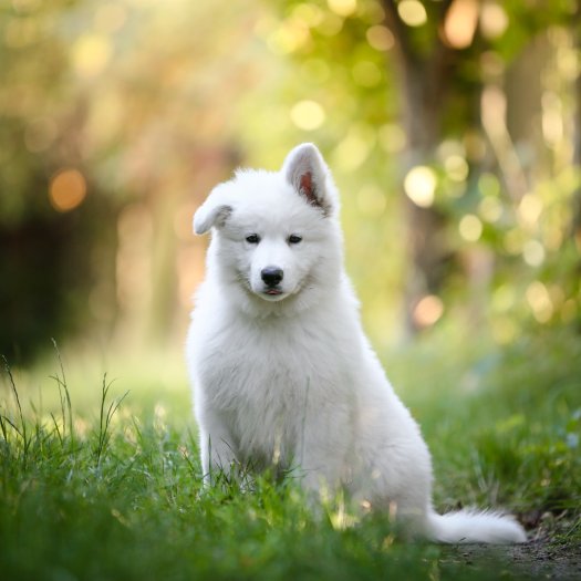 BEOWULF of White Valhalla Wolves