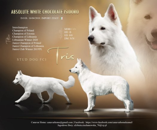 Absolute White Chocolate Isidoro (Tris)