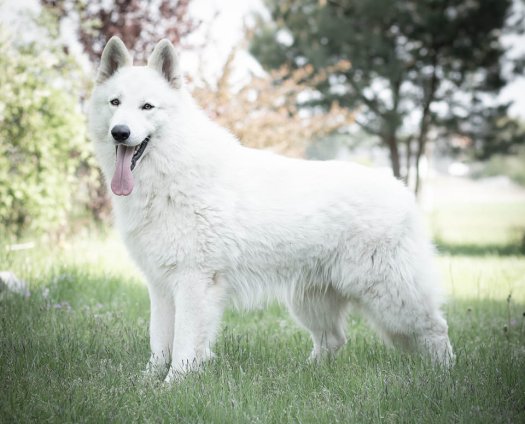 Kanto (Gwynbleidd od Bijelih Andela)