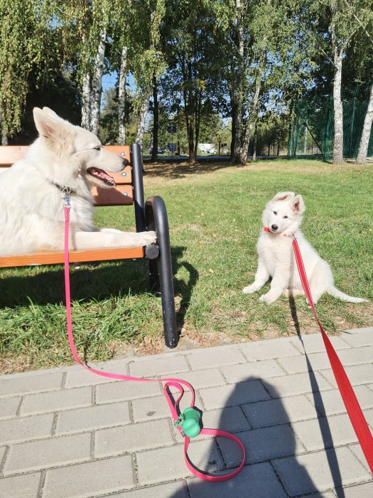 Walkies and the departure of Freki (Opal boy)