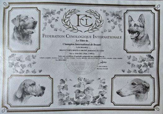 Torvi - Międzynarodowy Champion Piękności
