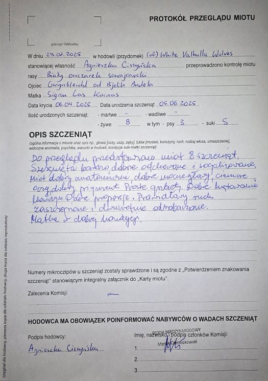 Przegląd miotu H