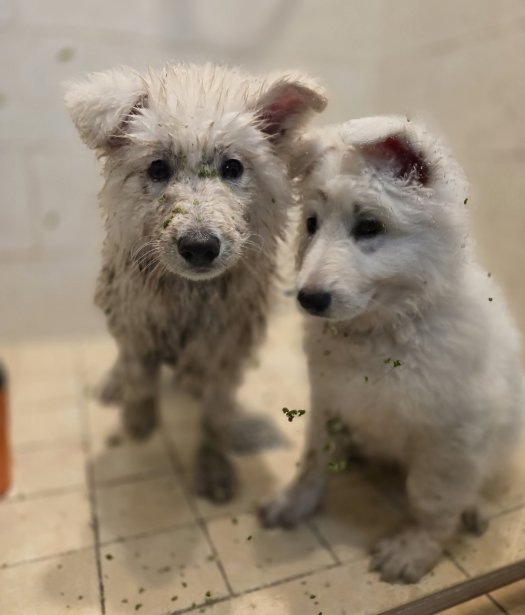 A comedy from the life of a breeder