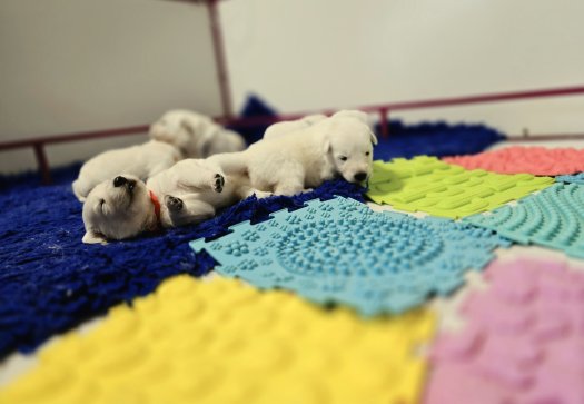 Today we are 2 weeks old - litter J
