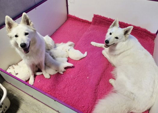 First 3 weeks of litter J