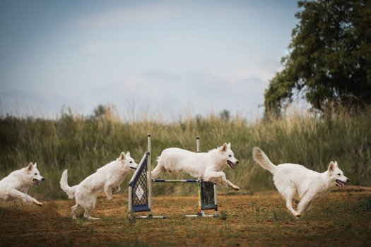 1st place on first agility competition for Björn's daughter