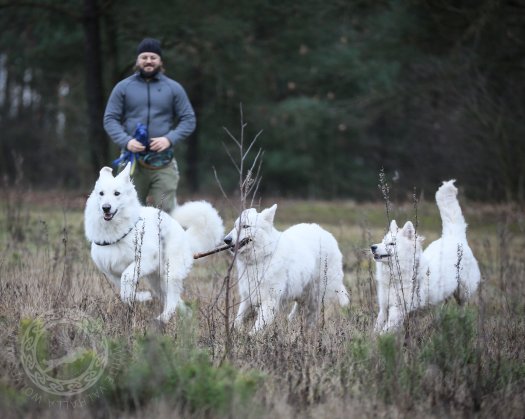 White Valhalla Wolves family walk