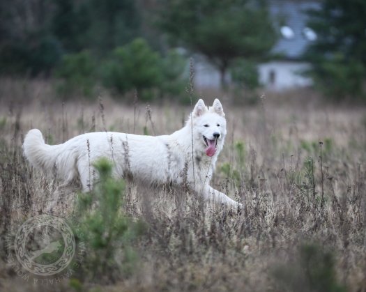 Celebrian of White Valhalla Wolves - 