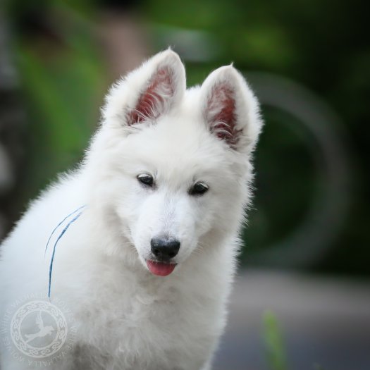 Courageous Björn 10,5 weeks old