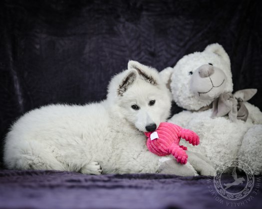 Darling 10,5 weeks old