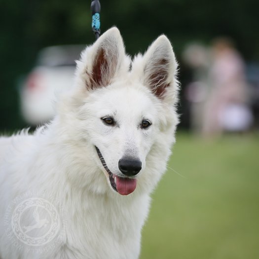 Runa on a dog show