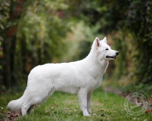 Dog show debut for Sigrun