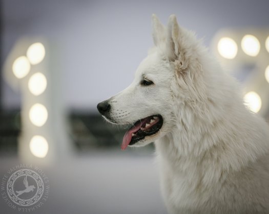 Successful debut of Baldur of WVW on Gdynia Dog Shows