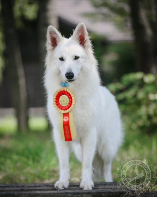 National Dog Show 06.08.2023