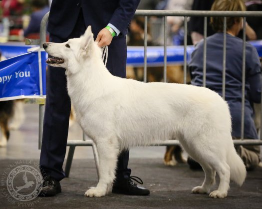 1 place in Dog Show ranking for 2022