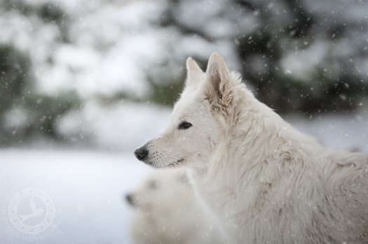 Komentarz do ostatnich wydarzeń ze świata kynologii