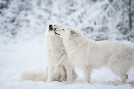 Matka i córka - Walkiria i Cel