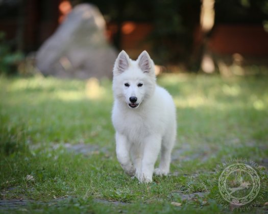 Cayenne 13,5 weeks old