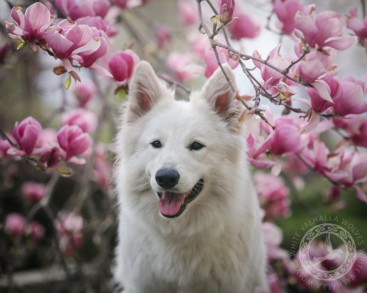 Sigrun w magnoliach
