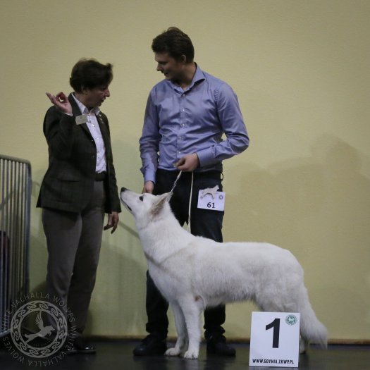 Walkiria's very successful performances at Elbląg Dog Shows