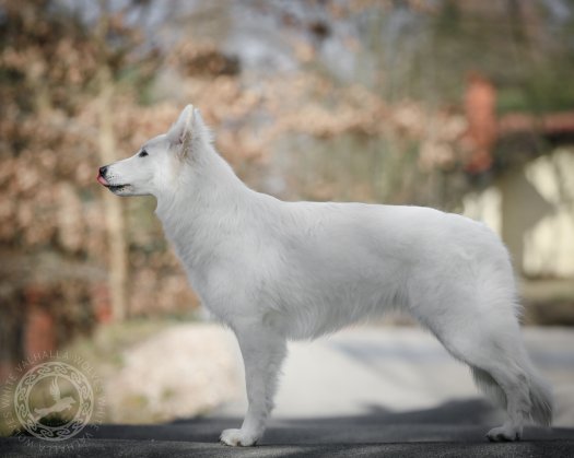 Dog Show succes of Bifrost