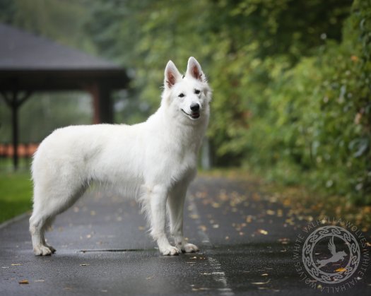 Runa Best of Opposite Sex (BOS)