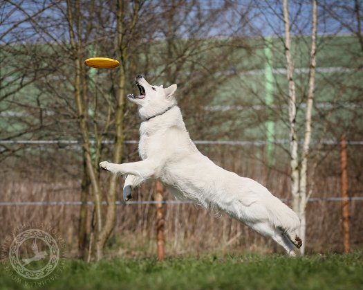 Björn's gold medal in dogfrisbee competition