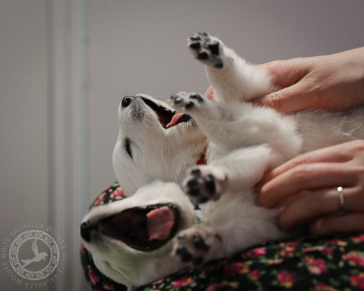 C litter puppies are already 2 weeks old