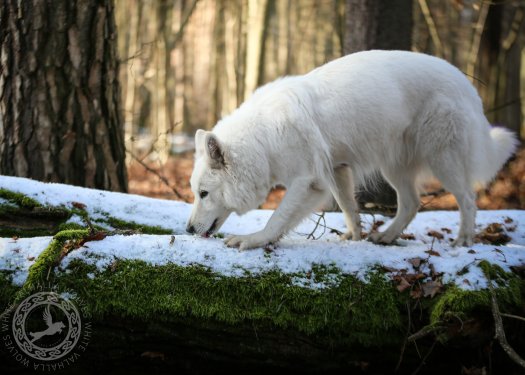 A photo from winter forest