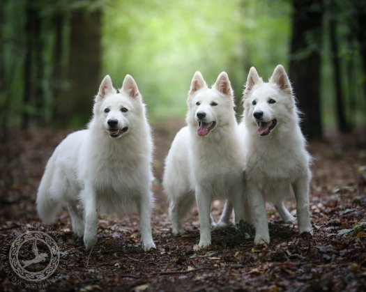 Dad, daughter, mom on a forest trip