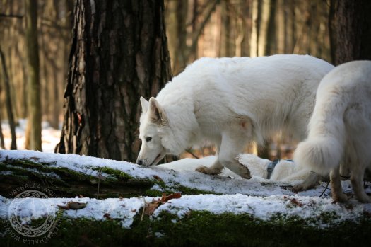 Spacer z końcówki listopada