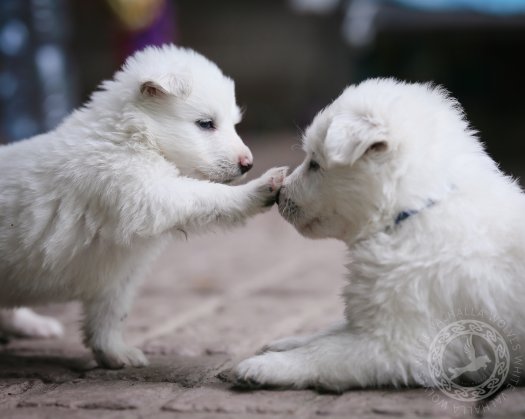 4,5 weeks of cuteness of litter C