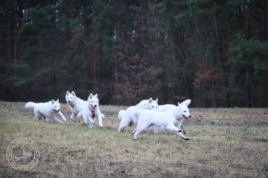 Spacery rodzinne-hodowlane