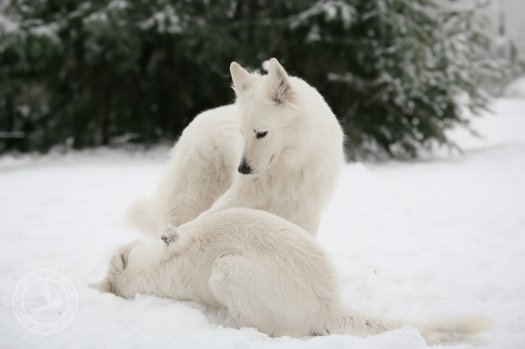 Jedna łapa mówi więcej niż tysiąc szczeknięć