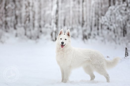 Runa - nasza najmłodsza suczka hodowlana