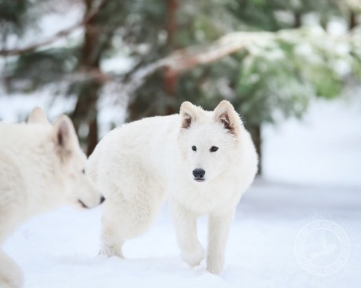 Śnieżny wilk Hakon