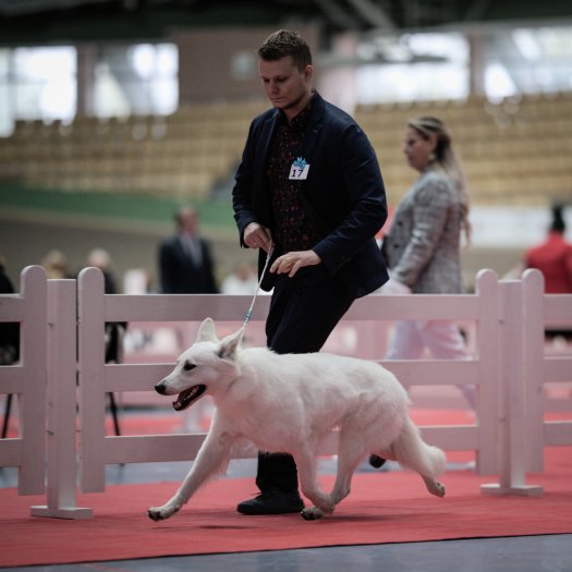 Recent Dog Show succeses of Bifrost