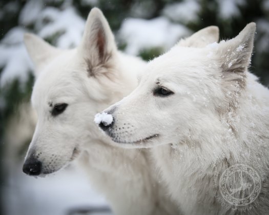 Snowy photoshoot