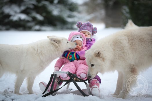 Dzieci, sanki, śnieg i pieski